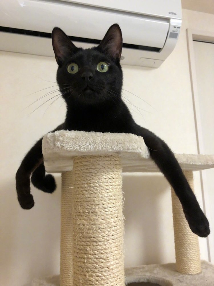 梦见一只黑猫大神求解，梦境背后的神秘寓意与心理解析