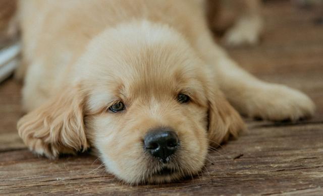狗狗尿失禁是什么原因造成的？教你如何解决和治疗