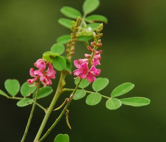 浙江野花看过来|马棘|野花