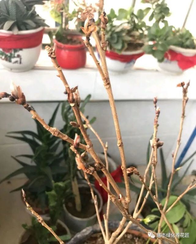 一旦遇到罗汉松出现死枝的现象