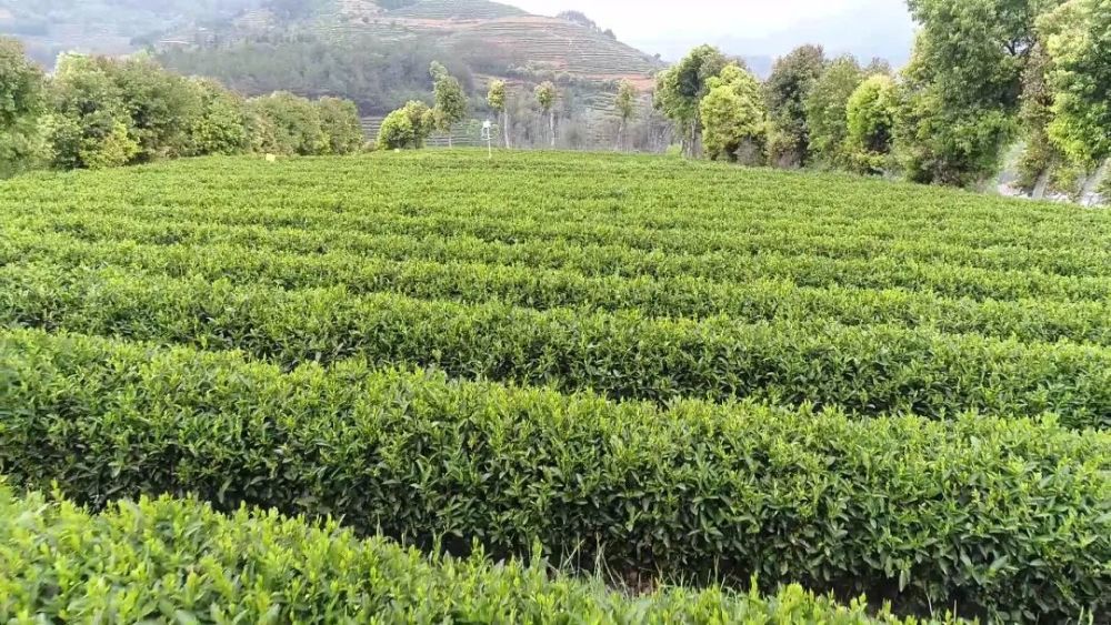 "花香白牡丹是根据我们福安茶叶品种分布的特点,省茶科所的研发丰富的