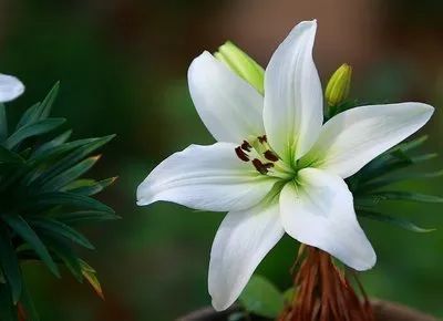 为什么他们都爱百合花?