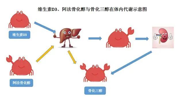 维生素d3,阿法骨化醇,骨化三醇有什么区别?