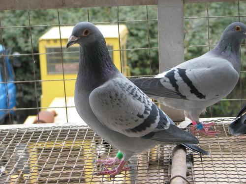 近一万五千只鸽子在比利时牛斯山脉(pyrenees)进行660英里(约1062公里