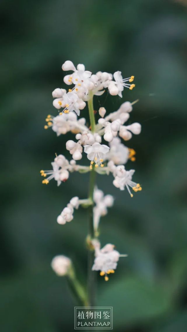 "山中人兮芳杜若"则是将人比作纯洁的杜若香草,并非说杜若长在山里.