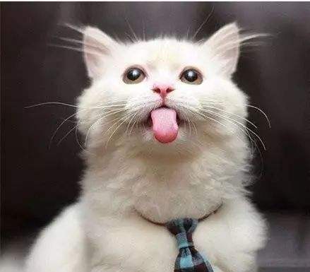 猫咪常见的3种“肢体语言”，其实是在向主人表达爱意