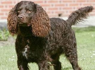 小卷毛的狗是什么品种其中一种是法国国犬如今国内也很常见