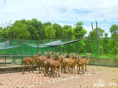 想和小鹿亲密同框？松江将建“鹿文化”展示中心 最快明年春节开放