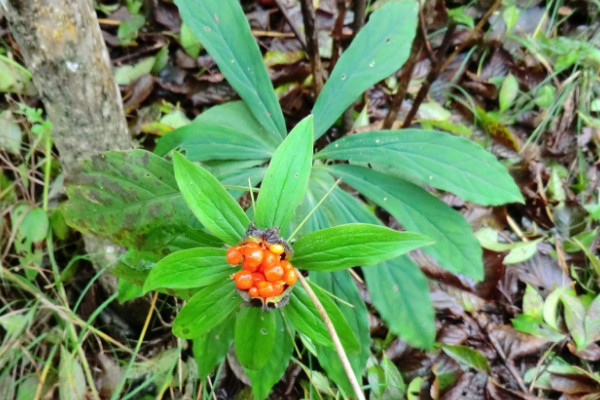 野生七叶一枝花有几种|七叶一枝花|重楼