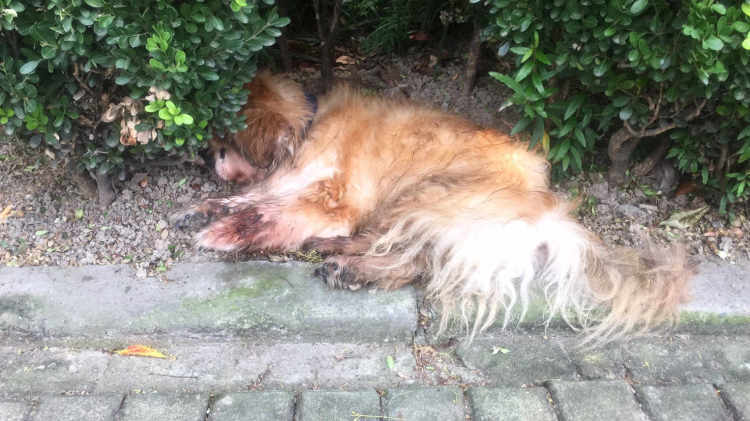 遗弃宠物狗被罚500元！上海浦东公安对遗弃宠物狗的犬主人开出罚单！