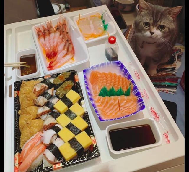 主人买了日料外卖，猫咪在旁边用犀利的眼神看着：我想吃虾啊！
