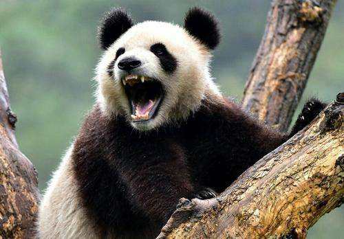 大熊猫发起怒来有多可怕?