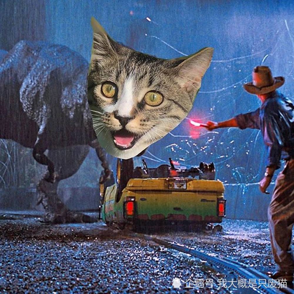 流浪猫因为一场事故失去了前肢，变成“袋鼠猫”，释放正能量走红