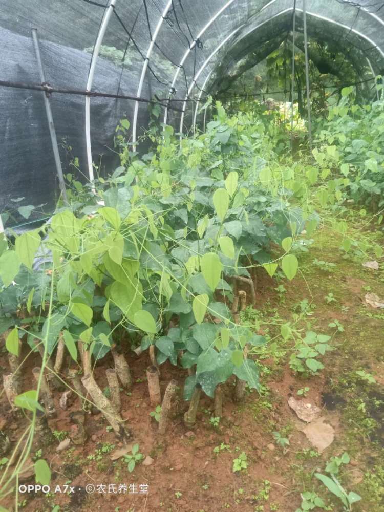 广西姑娘菜,野菜赤苍藤的育苗种植技术和后期管理