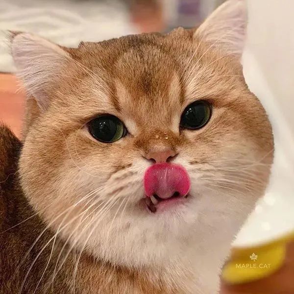 可爱宠物表情包