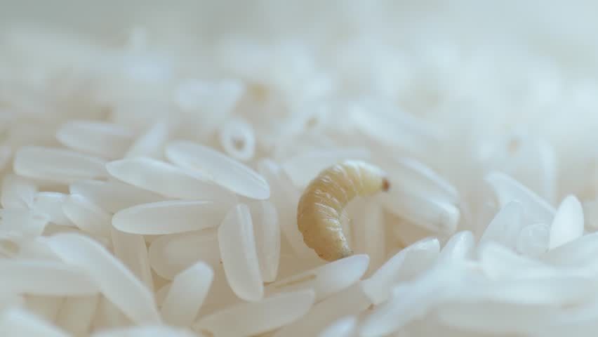 米虫的生长阶段分为虫卵阶段,幼虫阶段,成蛹阶段和成虫阶