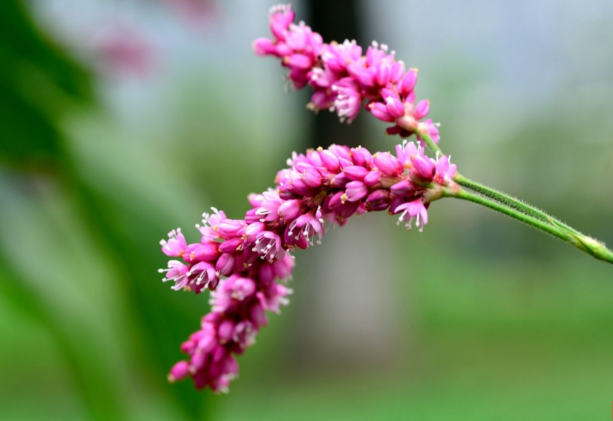 【诗词鉴赏】数枝红蓼醉清秋,12首红蓼花的古诗词,那一抹水边最美的