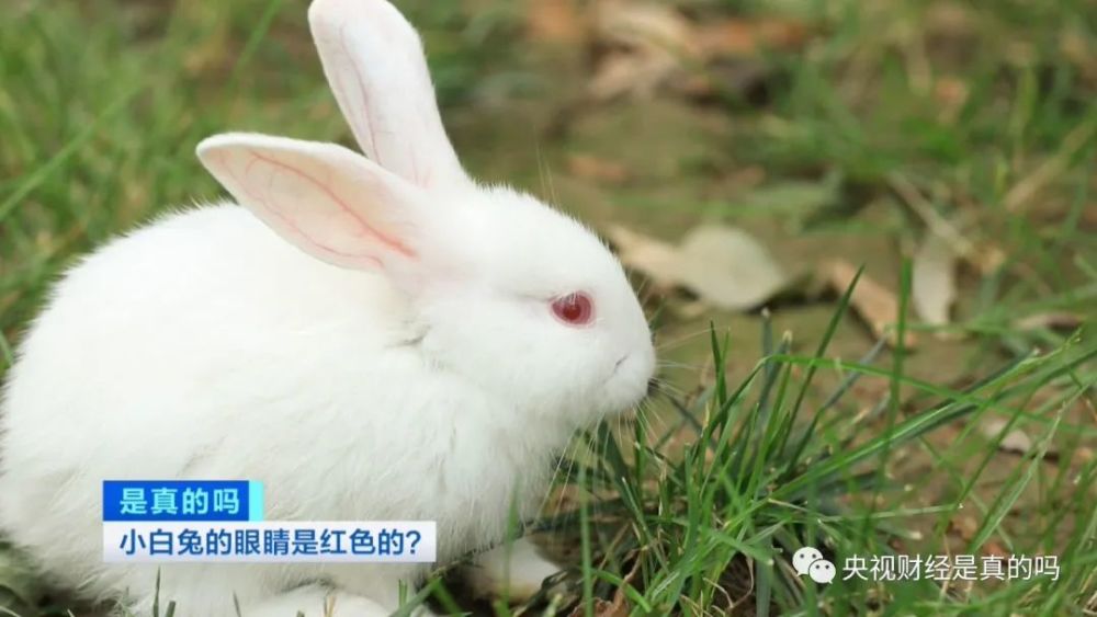 小白兔的眼睛是红色的，是真的吗？