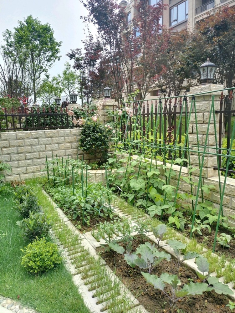 我觉得花比较有价值,那个菜园设计得好,不影响院子的大局,种菜的时候