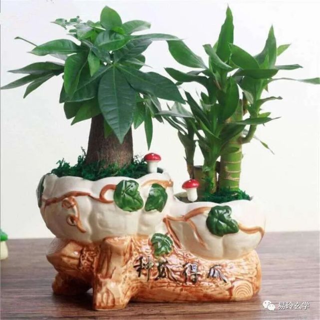 宜选用的品种有富贵竹,鸿运当头,蓬莱松,七叶莲,发财树,金钱树,招财树