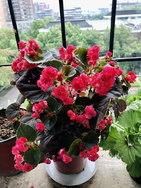 玻璃翠,优秀的室内盆栽绿植,全年都开花,种植很容易,值得入手