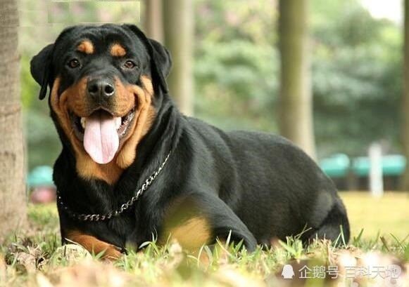 在挑选罗威纳犬时，观察其外貌特征，是非常重要的！