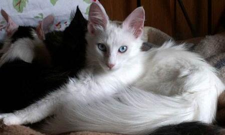纯白色的猫是什么品种?特有的眼睛瞳色,像喵星来的仙女一样