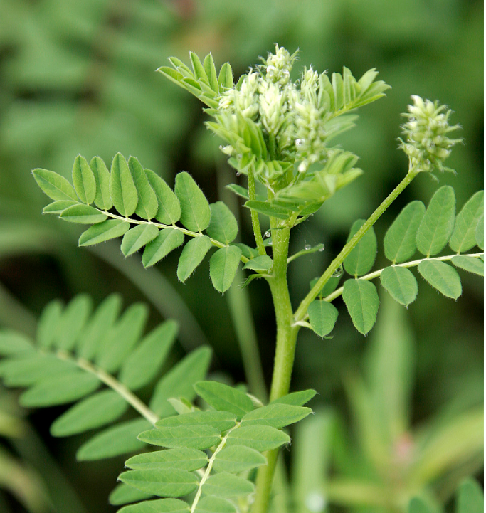 中文名:黄芪 学名:astragalus propinquus schischkin 别称:膜荚黄芪