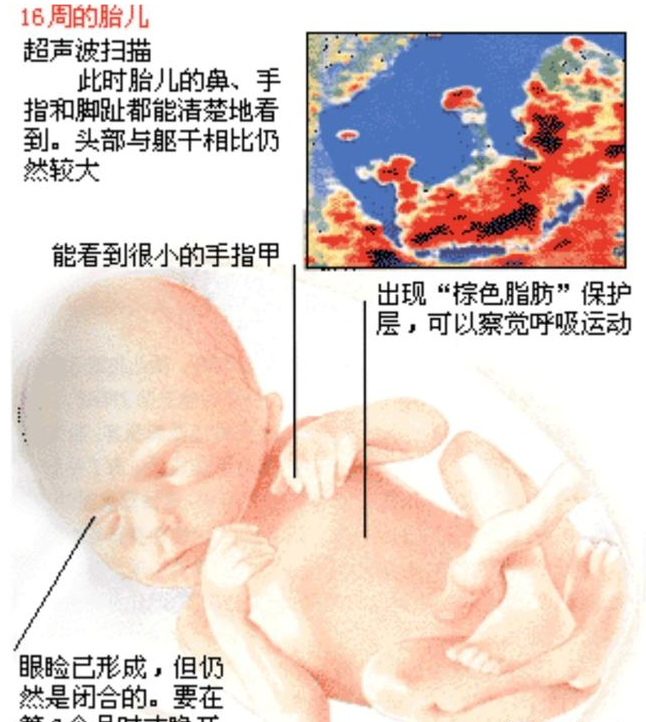 孕16周最大的变化就是胎宝宝已经可以在妈妈肚子里自由自在的"玩耍"了