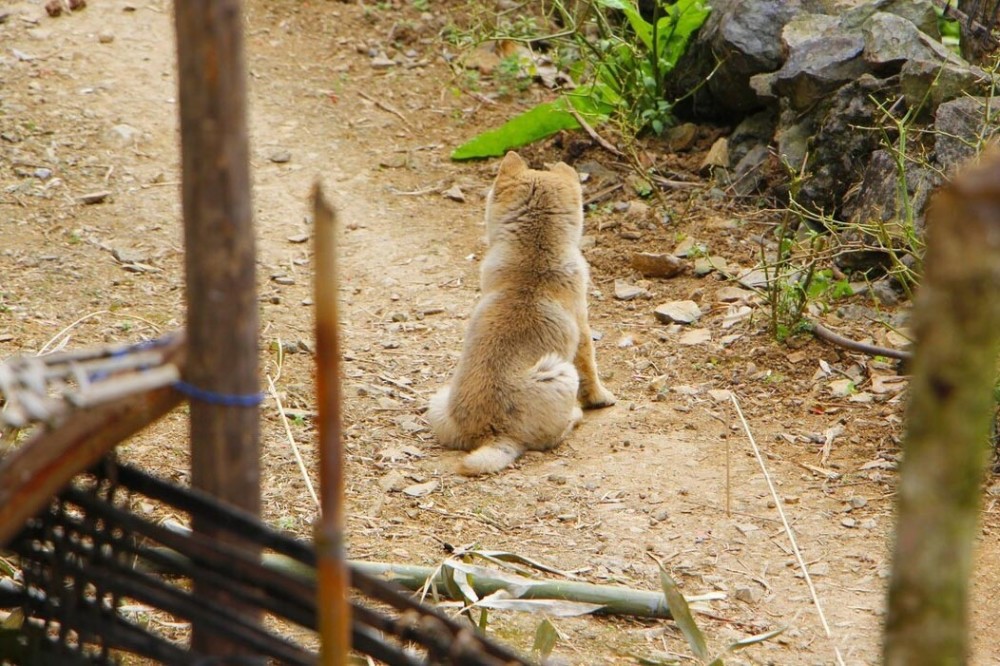 小土狗被丢大街上，任其自生自灭，为什么总有人瞧不起田园犬？