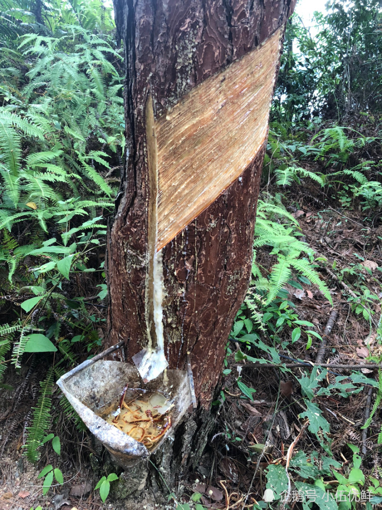 湖南永州现在还有人在采收松油,都是承包一片山来采