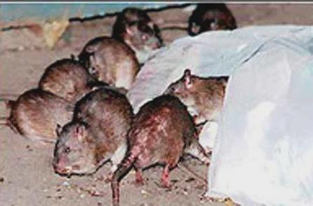 第2例死亡病例！鼠疫暴发又封一城感染原因已找到