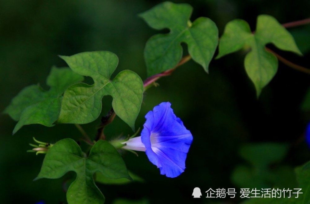 牵牛花全株上都有粗毛,叶片比较大,叶片形状有枫叶形和男形的.