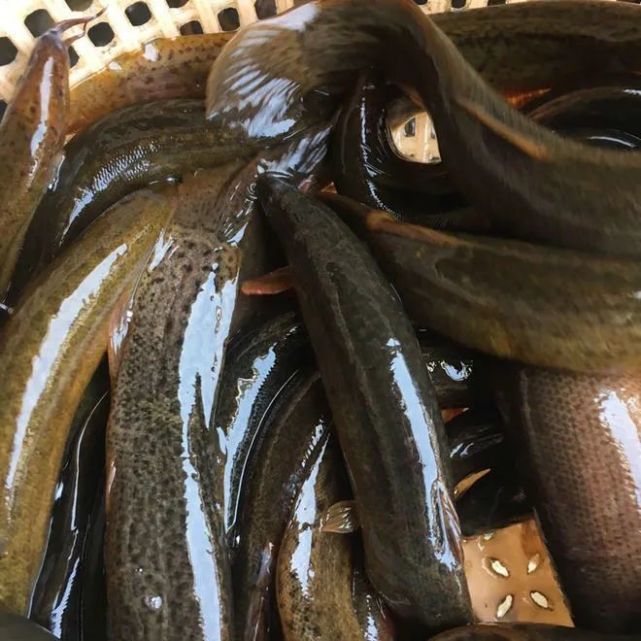 海南10批次农产品被检不合格涉及韭菜,海虾和罗非鱼等