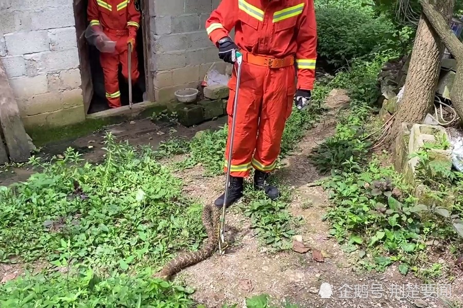 毛骨悚然!毒蛇频进家门 湖北汉江消防提醒注意安全