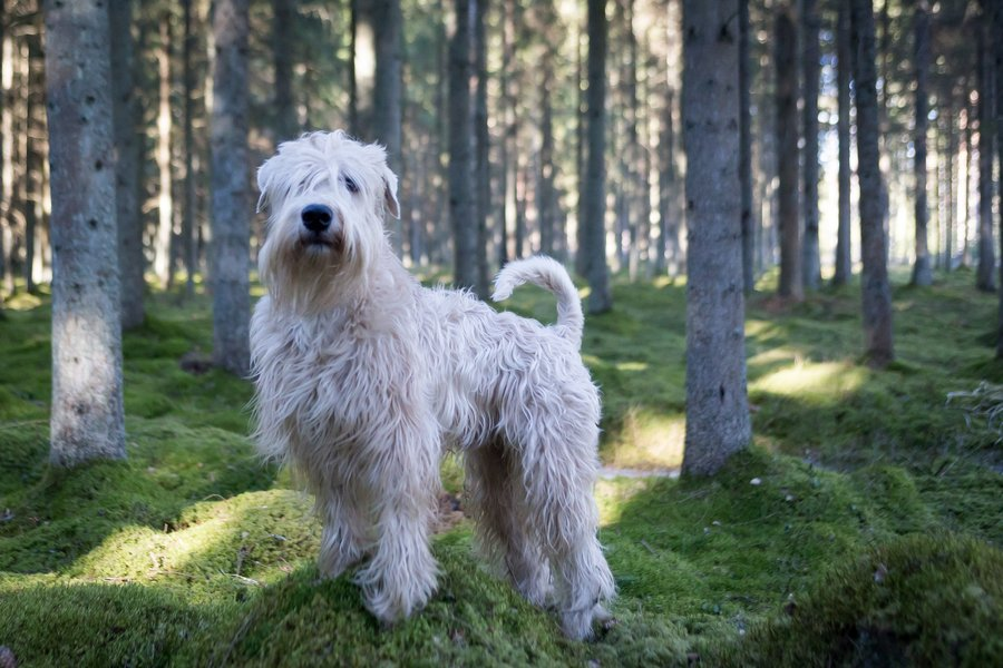 匈牙利牧羊犬