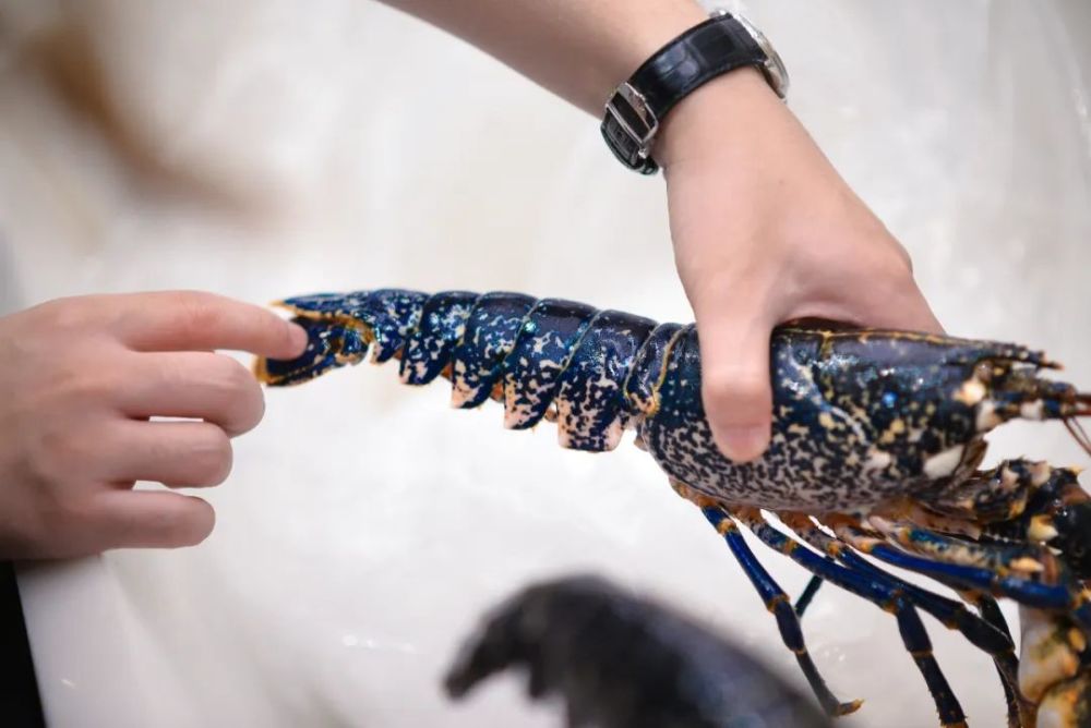 血统高贵的蓝龙虾全球目前仅几处可在一定程度上量产的产地,而爱尔兰