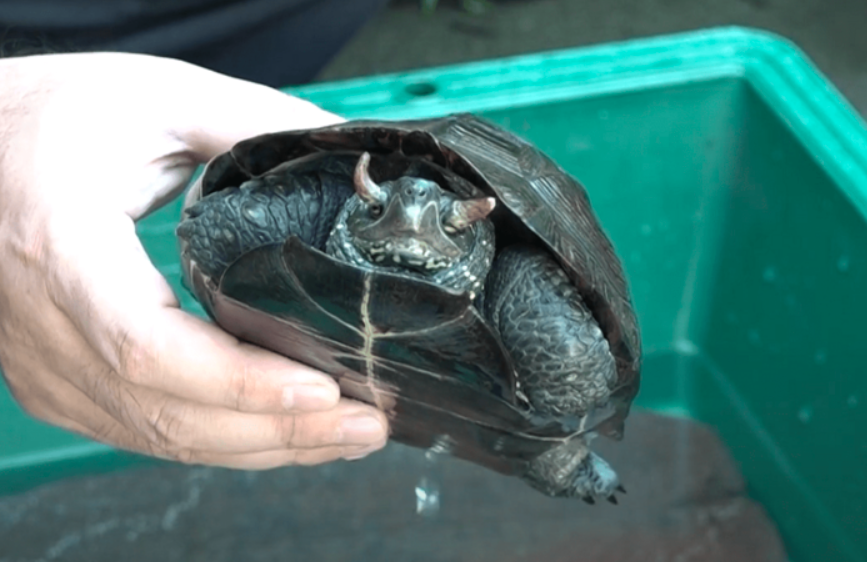 日本发现世界上第一只牛魔王龟