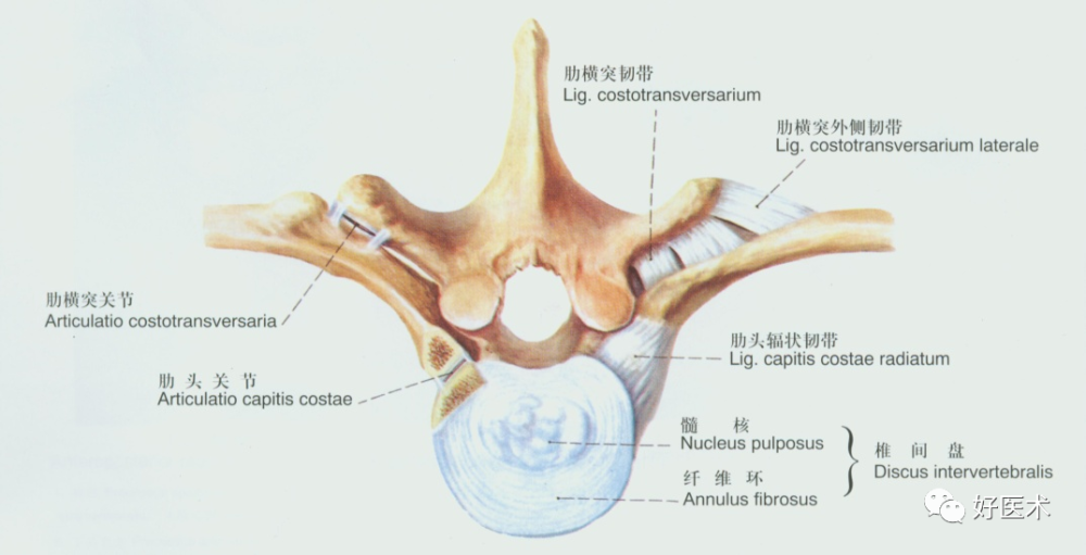 全身主要韧带解剖,起止点,一篇总结到位!