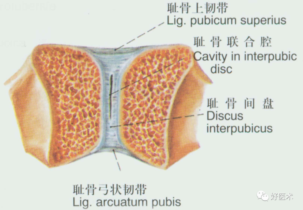 耻骨弓状韧带 较肥厚,呈弓状跨越耻骨联合的下方,连结两侧的耻骨下支