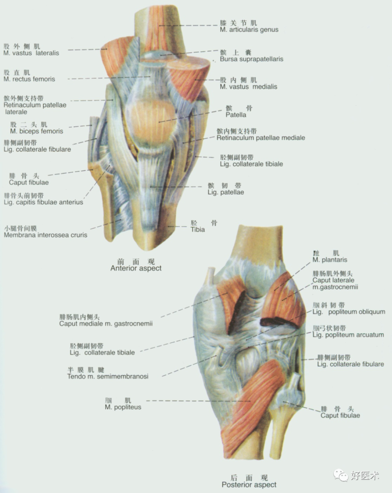 起自股外肌肌腱及髌底,沿髌韧带的外侧向下,止于胫骨上端的外侧面