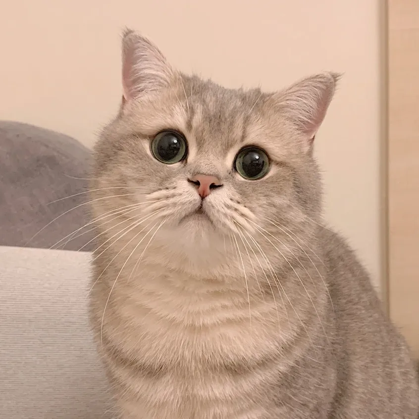 如何区别纯种猫,混血猫和串串猫