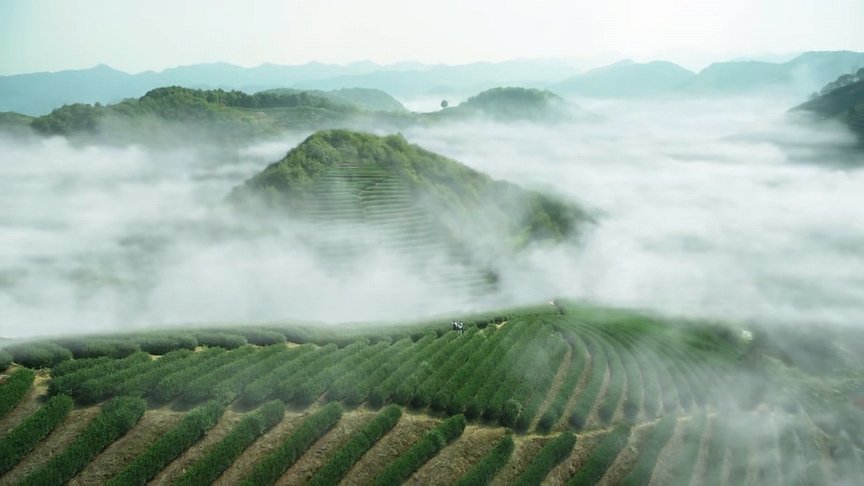 三十而已云雾茶山没看够武夷茶山带你领略不一样的岩韵