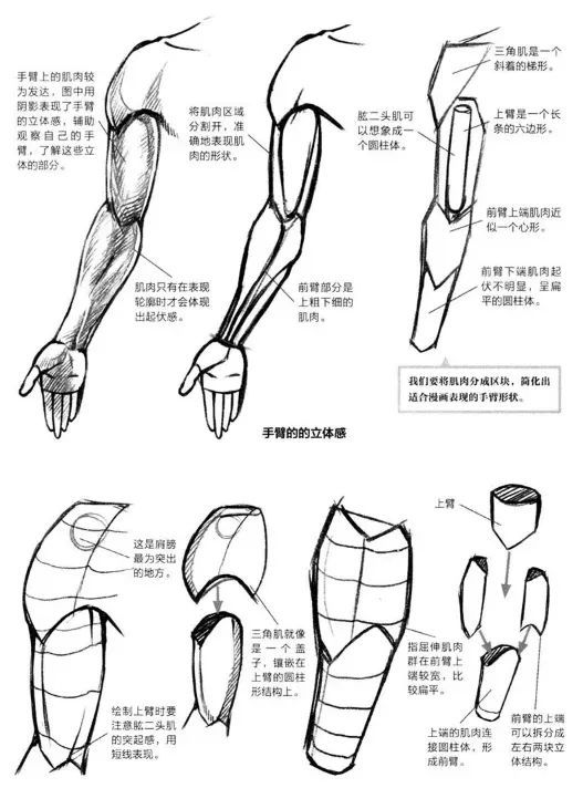 手臂的不同角度简化 侧面手臂的表现: 侧面时,三角肌呈倒着的水滴形