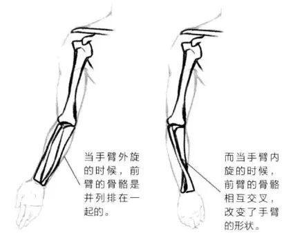 当手臂外旋的时候,前臂的谷歌是并列排在一起的(如下图左).而当