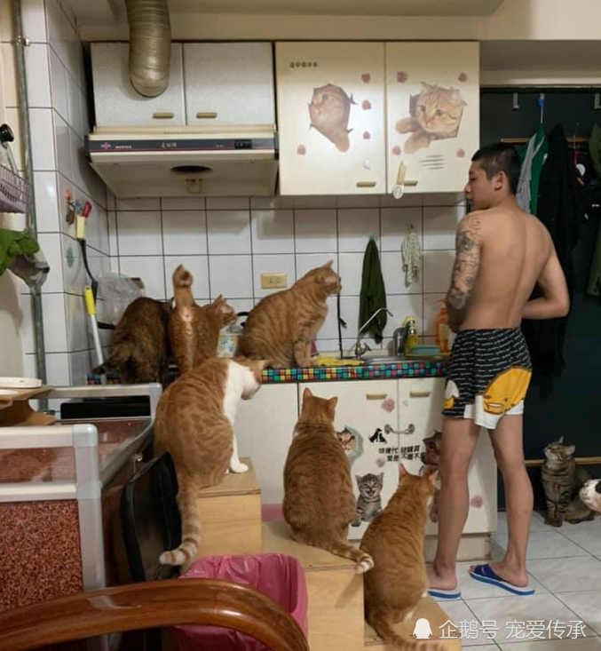 小伙无意间动作，被17只猫狗包围，犹如被讨债，到底做了啥？
