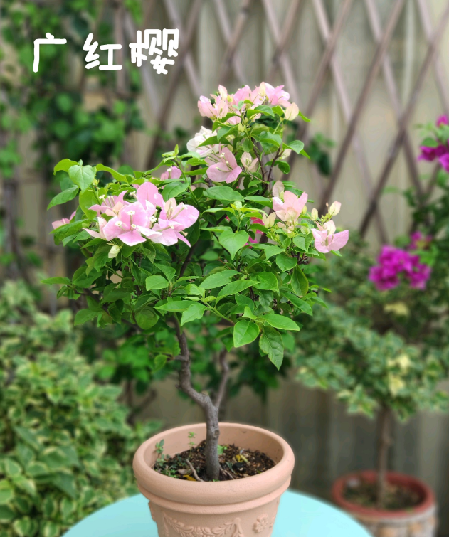 20平的小楼顶,养了100多盆三角梅,花团锦簇美不胜收!