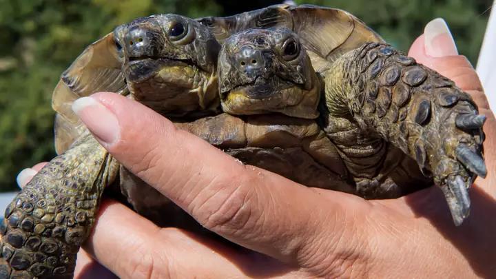 瑞士双头乌龟将迎来23岁生日长两个脑袋还能活这么久实属罕见