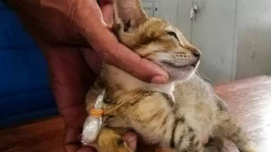 猫被发现携带海洛因锒铛入狱，身手矫捷一天后竟“越狱”！