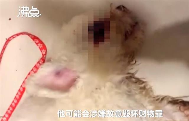 男子虐杀多只幼犬网上炫耀 专业人士称背后有可怕产业链